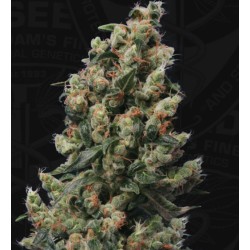 KUSHAGE · TH Seeds ·...