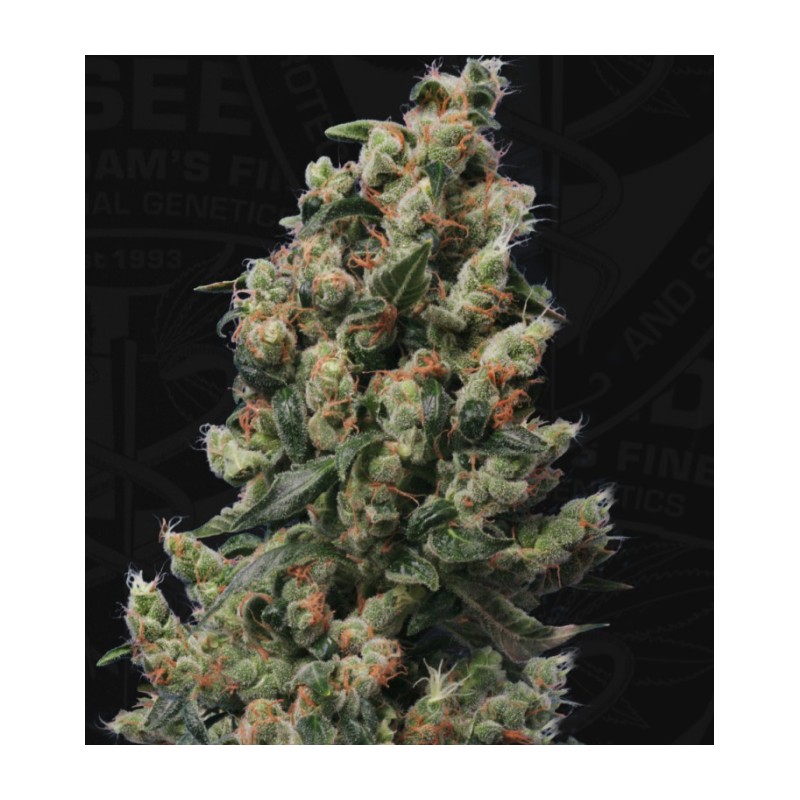 KUSHAGE · TH Seeds · graines de cannabis · Reg