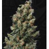 KUSHAGE · TH Seeds · graines de cannabis · Reg