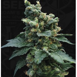 SAGE N SOUR · TH Seeds ·...
