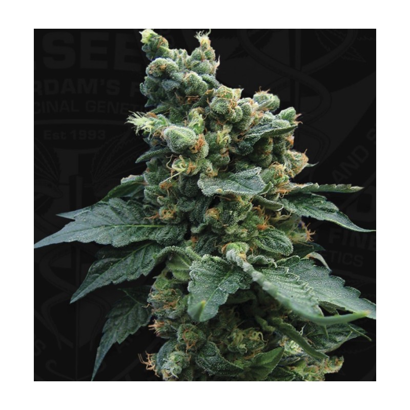 SAGE N SOUR · TH Seeds · semillas de marihuana · Reg