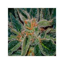 SKUNK XXX · TH Seeds ·...