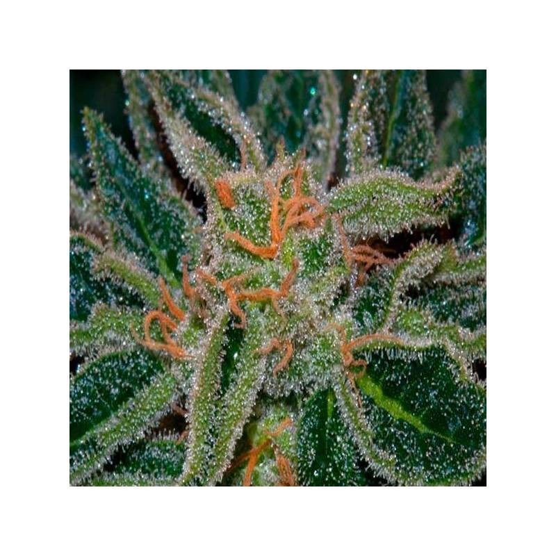 SKUNK XXX · TH Seeds · graines de cannabis · Reg