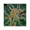 SKUNK XXX · TH Seeds · graines de cannabis · Reg