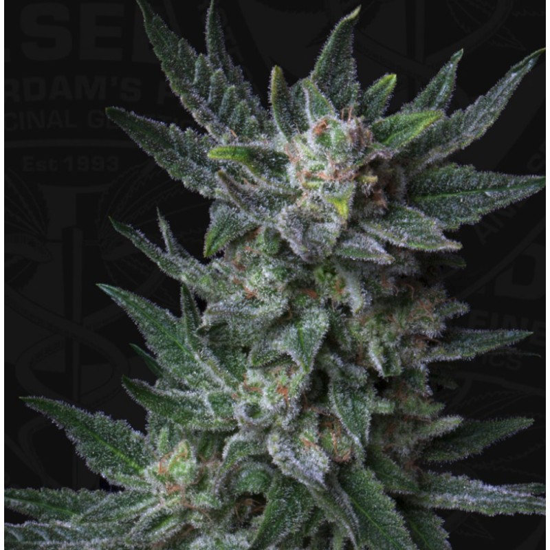 AUTO BUBBLEGUM · TH Seeds · sementes de maconha · AutoFem
