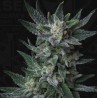 AUTO BUBBLEGUM · TH Seeds · sementes de maconha · AutoFem