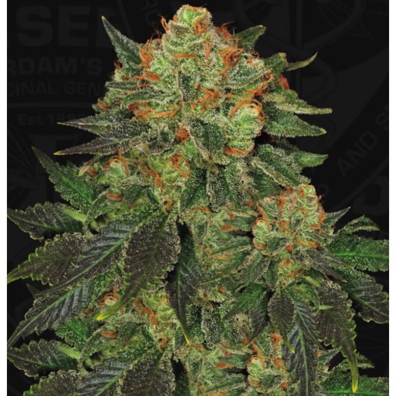 BUBBLEGUM · TH Seeds · semi di canapa · Fem