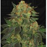 BUBBLEGUM · TH Seeds · graines de cannabis · Fem