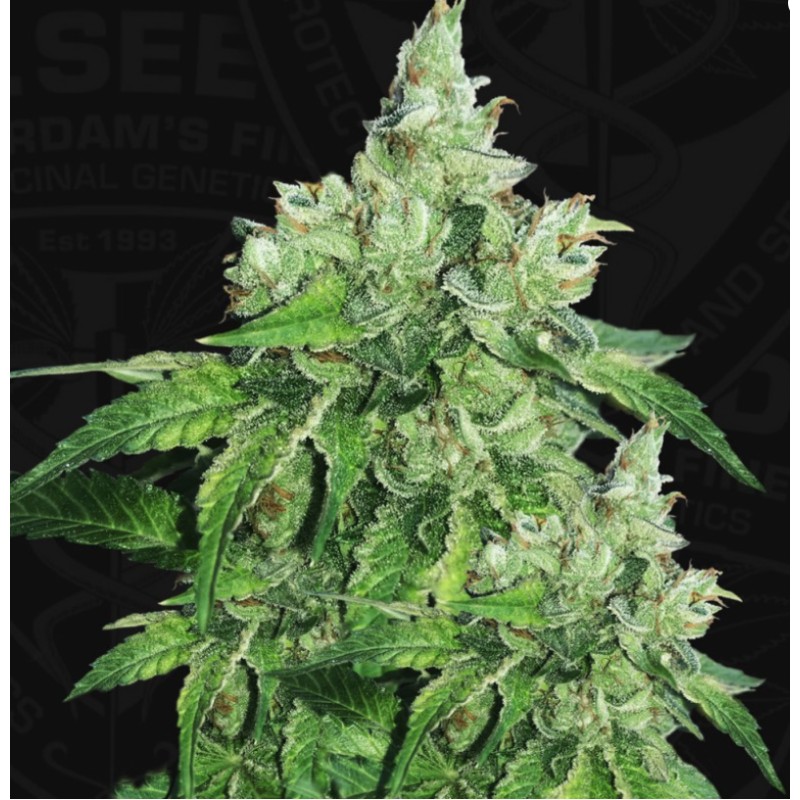 CITRON GIVRE · TH Seeds · sementes de maconha · Fem