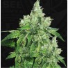CITRON GIVRE · TH Seeds · sementes de maconha · Fem