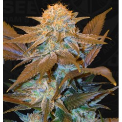 CRITICAL HOG · TH Seeds ·...
