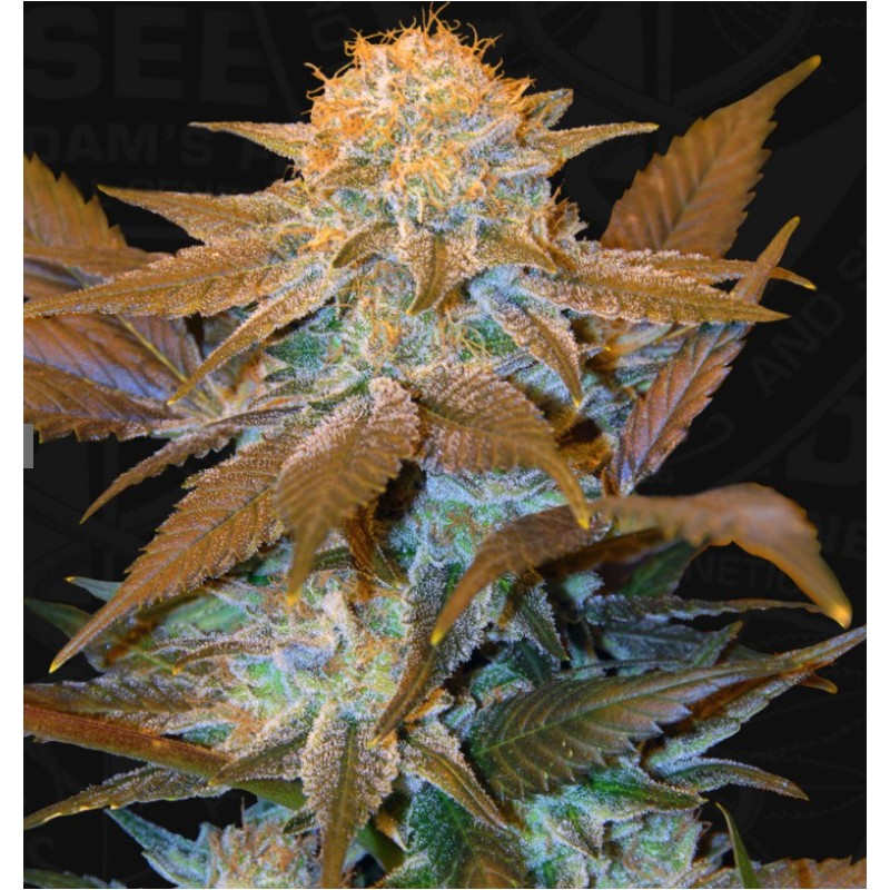 CRITICAL HOG · TH Seeds · graines de cannabis · Fem