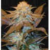 CRITICAL HOG · TH Seeds · kaufen cannabis samen · Fem