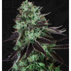 DARKSTAR · TH Seeds ·...