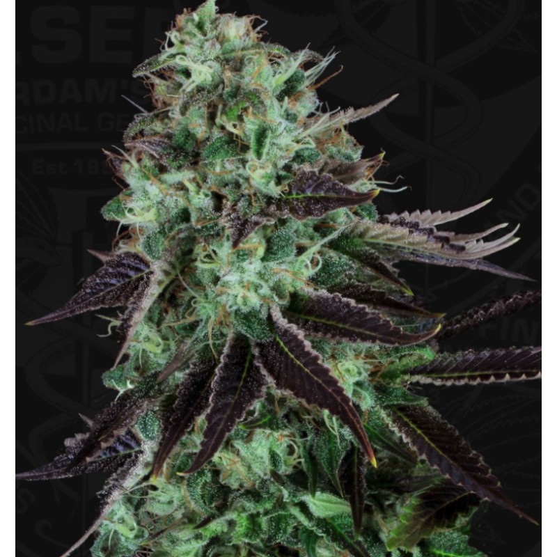 DARKSTAR · TH Seeds · cannabis samen · Fem