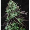 DARKSTAR · TH Seeds · sementes de maconha · Fem