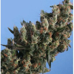 KUSHAGE · TH Seeds · semi...