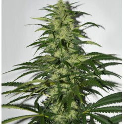 S.A.G.E. · TH Seeds ·...