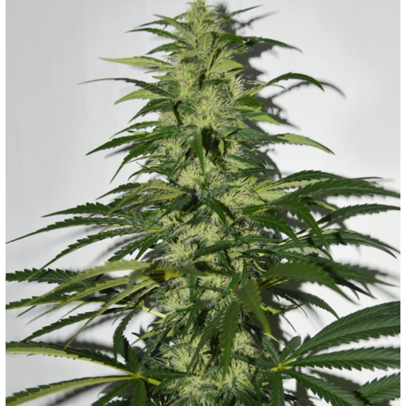 S.A.G.E. · TH Seeds · semillas de marihuana · Fem