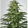 S.A.G.E. · TH Seeds · semi di canapa indiana · Fem