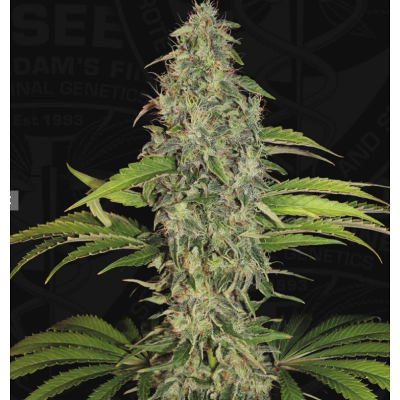 S.A.G.E. CBD · TH Seeds · semillas de marihuana · Fem