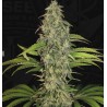 S.A.G.E. CBD · TH Seeds · cannabis samen · Fem