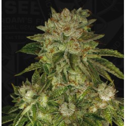 MK ULTRA · TH Seeds ·...