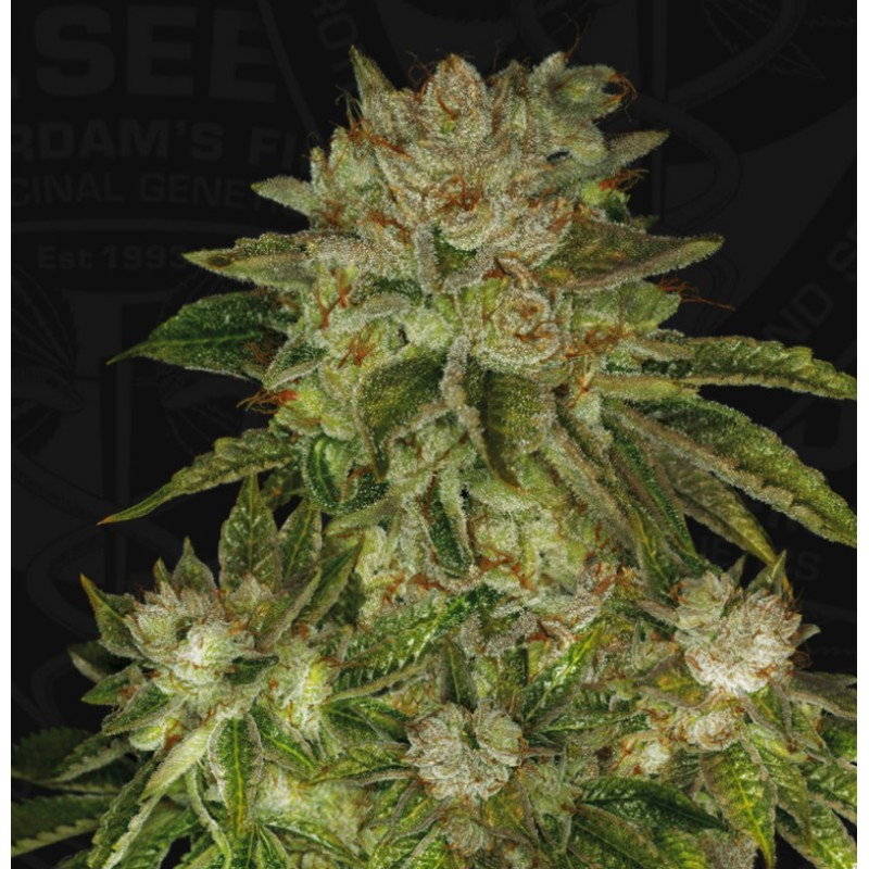 MK ULTRA · TH Seeds · kenevir tohum · Disi · Fem