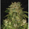 MK ULTRA · TH Seeds · graines de cannabis · Fem