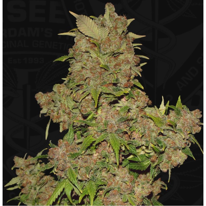 MOB · TH Seeds · graines de cannabis · Fem