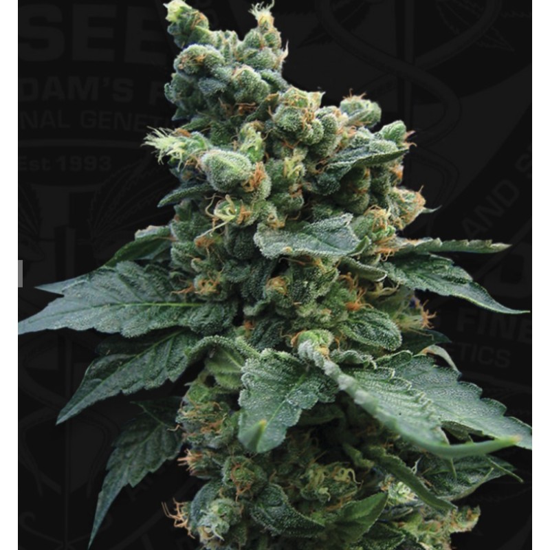 SAGE N SOUR · TH Seeds · semi di canapa indiana · Fem