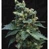 SAGE N SOUR · TH Seeds · semi di canapa indiana · Fem
