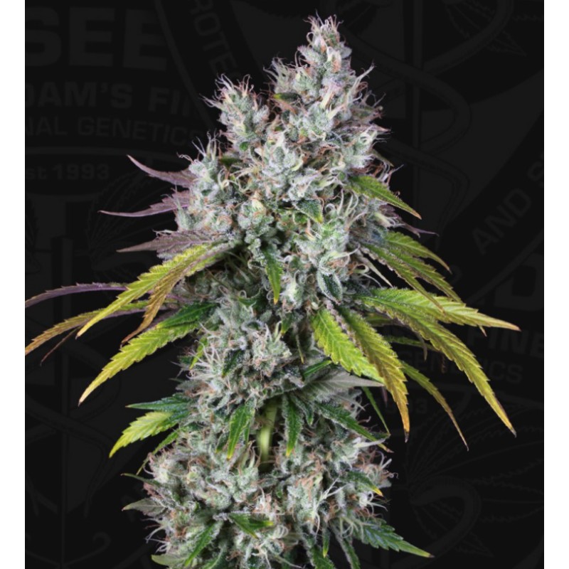 UNDERDAW OG · TH Seeds · sementes de maconha · Fem