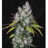 UNDERDAW OG · TH Seeds · kaufen cannabis samen · Fem