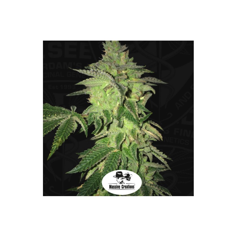 SHILOH Z · TH Seeds · graines de cannabis · Fem