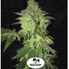 SHILOH Z · TH Seeds · semillas de marihuana · Fem