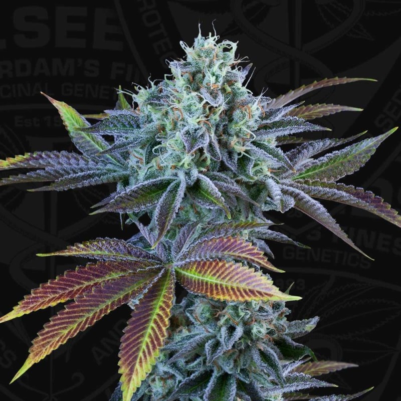 AUTO FRENCH MACARON · TH Seeds · cannabis samen · AutoFem