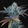 AUTO FRENCH MACARON · TH Seeds · cannabis samen · AutoFem