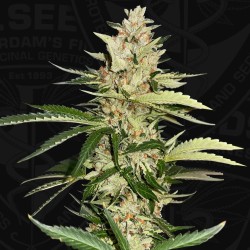 BANANA CANDY KRUSH · TH...