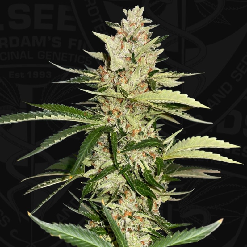 BANANA CANDY KRUSH · TH Seeds · sementes de maconha · Fem
