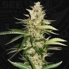 BANANA CANDY KRUSH · TH Seeds · semi di canapa · Fem