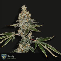 BEASTY · TH Seeds · semi di...
