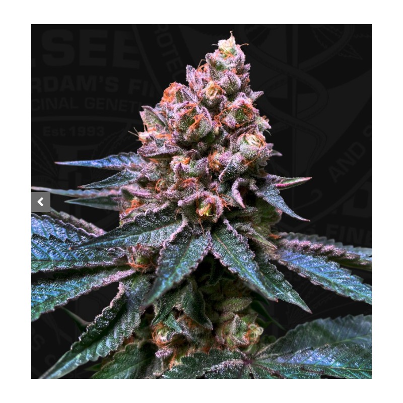 BLACK APPLE HITCHCOCK · TH Seeds · sementes de maconha · Fem
