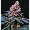 BLACK APPLE HITCHCOCK · TH Seeds · cannabis samen · Fem