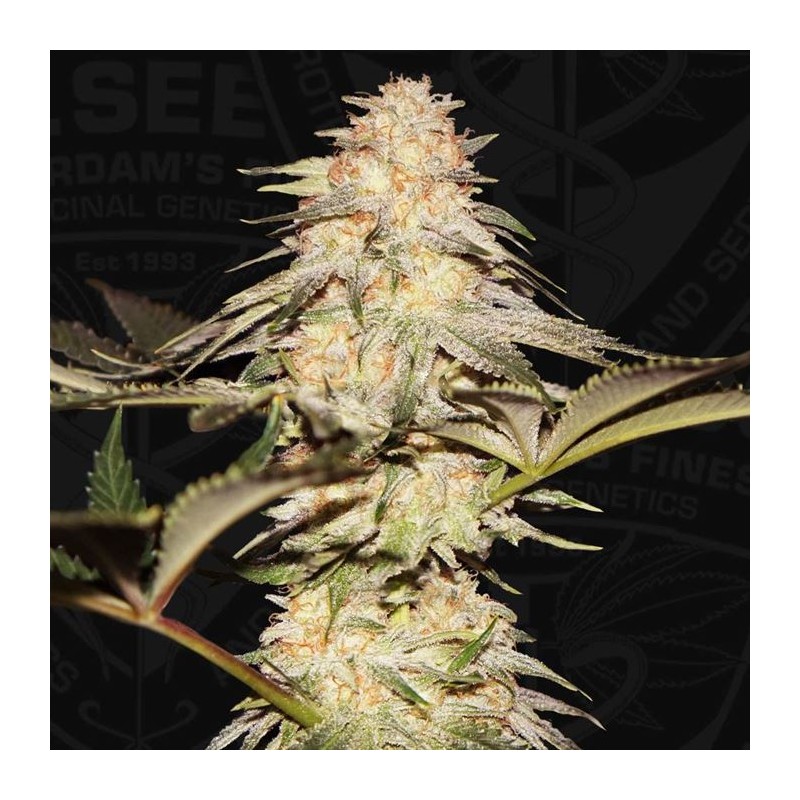 BUBBLEBANANAGUM · TH Seeds · graines de cannabis · Fem