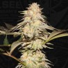 BUBBLEBANANAGUM · TH Seeds · graines de cannabis · Fem