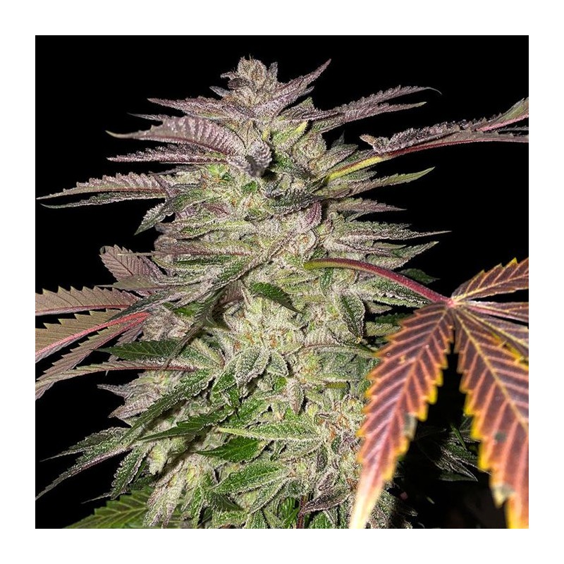 GELATO CAKE · TH Seeds · sementes de maconha · Fem