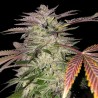 GELATO CAKE · TH Seeds · cannabis seeds · Fem