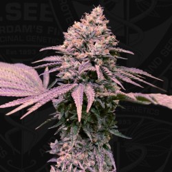 LONDON MINT CAKE · TH Seeds...