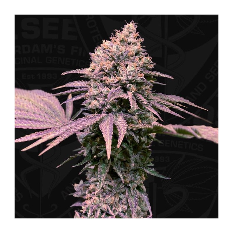 LONDON MINT CAKE · TH Seeds · cannabis samen · Fem